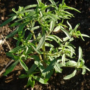 Summer Savory Herb Seeds, Chubrica