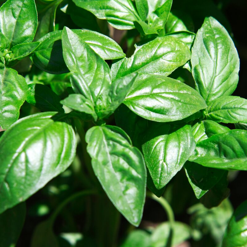Sweet Basil Seeds - Image 3