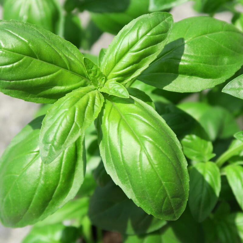 Sweet Basil Seeds - Image 2