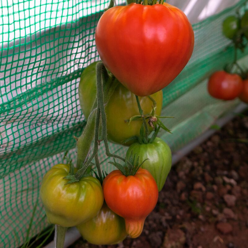 Pink Oxheart Tomato Seeds - Image 4