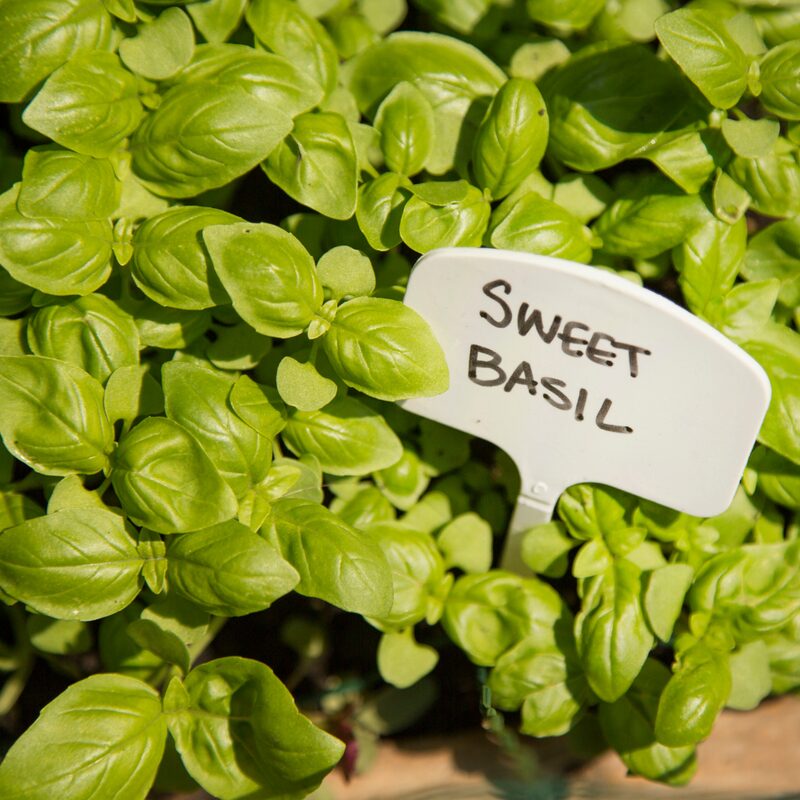 Sweet Basil Seeds