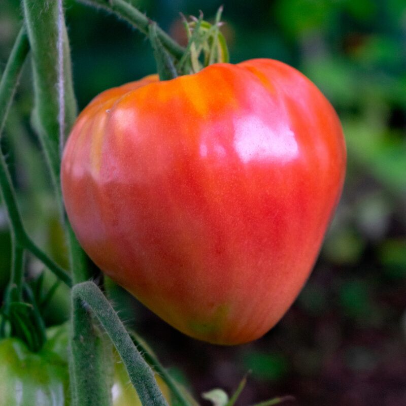 Pink Oxheart Tomato Seeds - Image 3