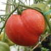 Pink Oxheart Tomato Seeds