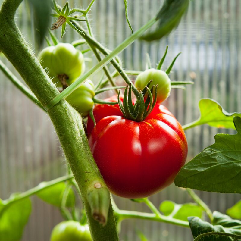 Pink Oxheart Tomato Seeds - Image 2