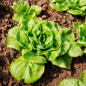 Alternative view of Buttercrunch Butterhead Lettuce Seeds