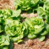 Buttercrunch Butterhead Lettuce Seeds
