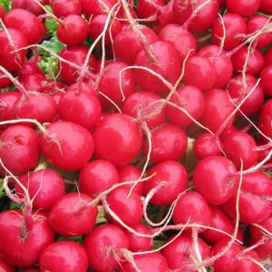 Alternative view of Cherry Belle Radish Seeds