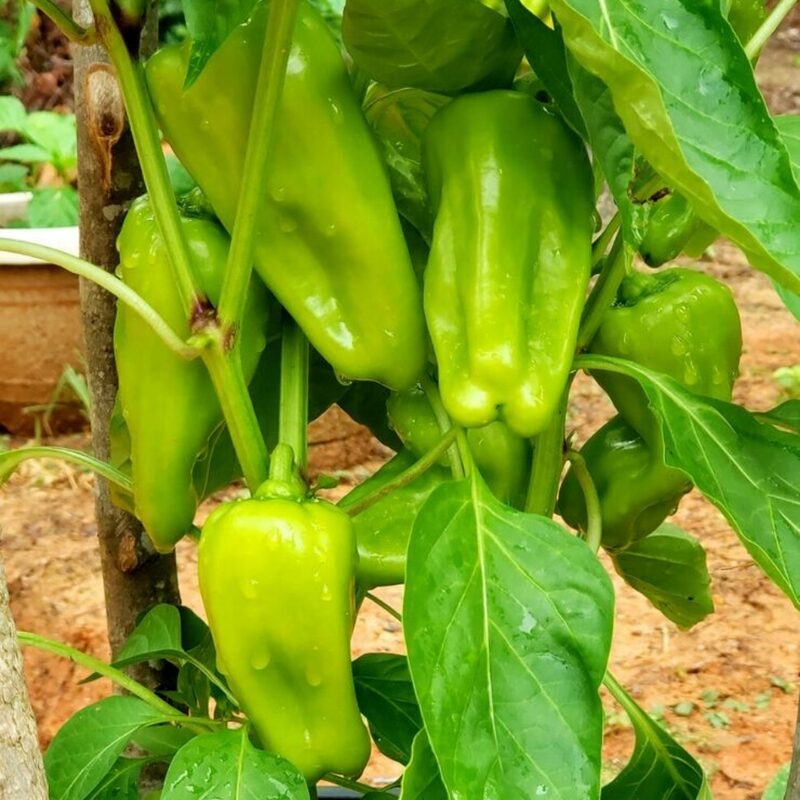 Cubanelle Sweet Pepper Seeds - Image 4
