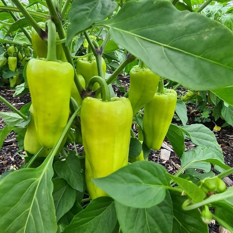 Cubanelle Sweet Pepper Seeds - Image 3