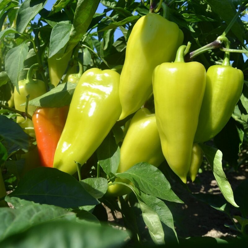 Cubanelle Sweet Pepper Seeds - Image 2
