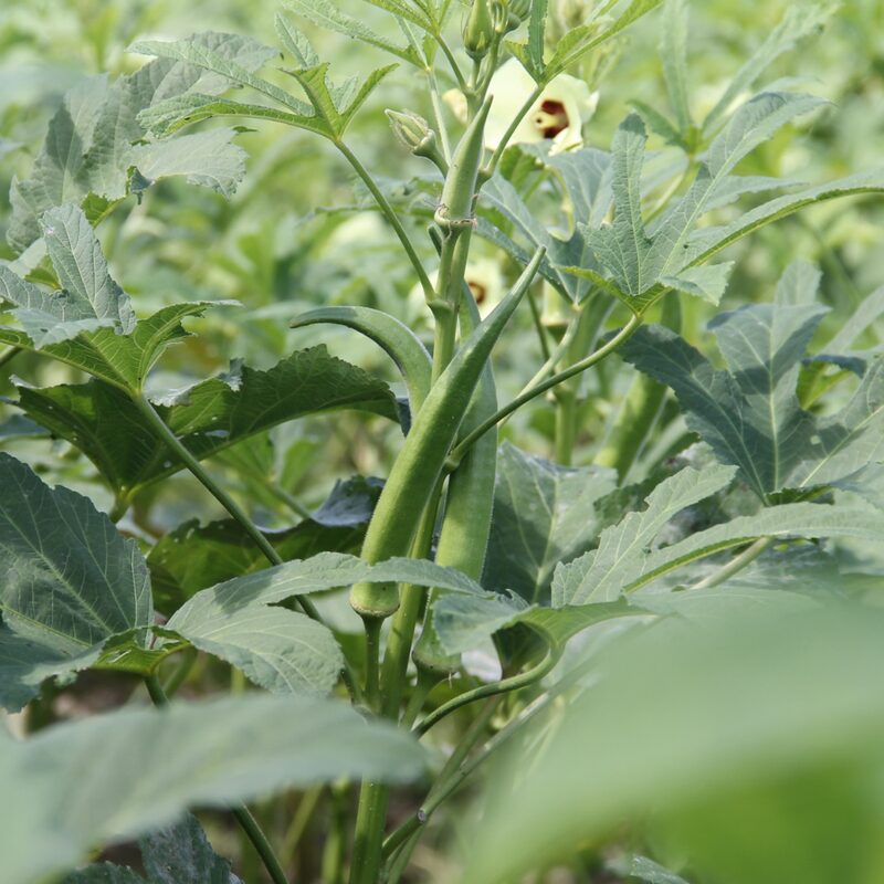 Cowhorn Okra Seeds - Image 4