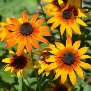 Alternative view of Gloriosa Daisy Seeds