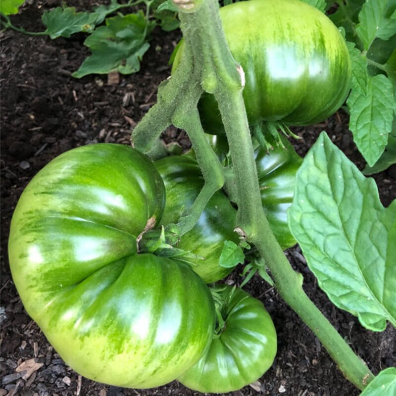 Aunt Ruby's German Green Tomato Seeds - Image 4