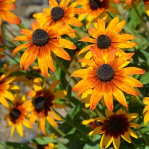Gloriosa Daisy Seeds