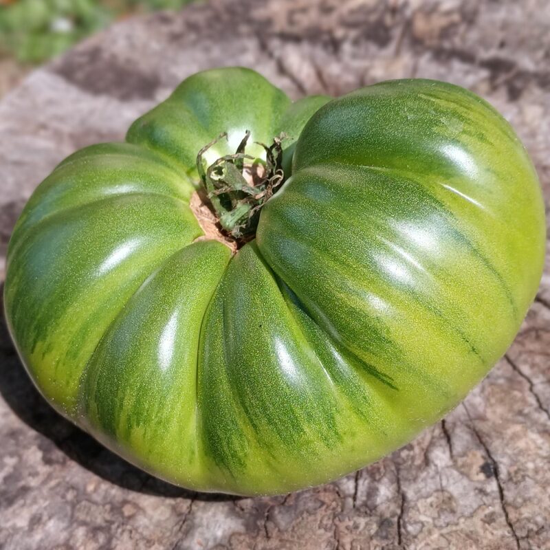 Aunt Ruby's German Green Tomato Seeds - Image 3