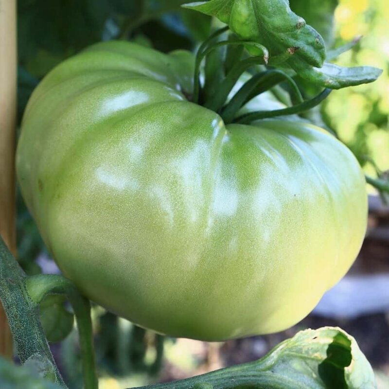 Aunt Ruby's German Green Tomato Seeds - Image 2