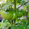 Aunt Ruby's German Green Tomato Seeds