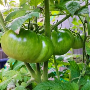 Aunt Ruby's German Green Tomato Seeds