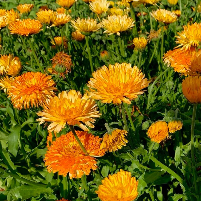 Pacific Beauty Calendula Seeds - Image 4