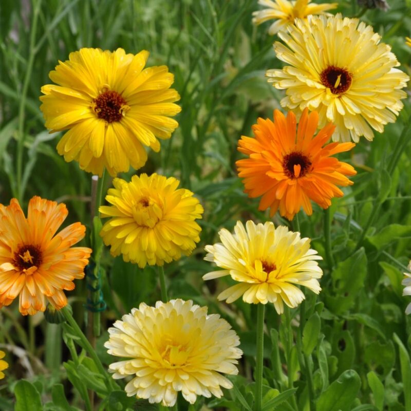 Pacific Beauty Calendula Seeds - Image 3