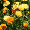 Pacific Beauty Calendula Seeds