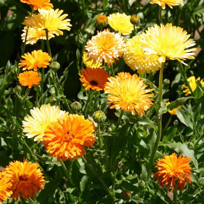 Pacific Beauty Calendula Seeds
