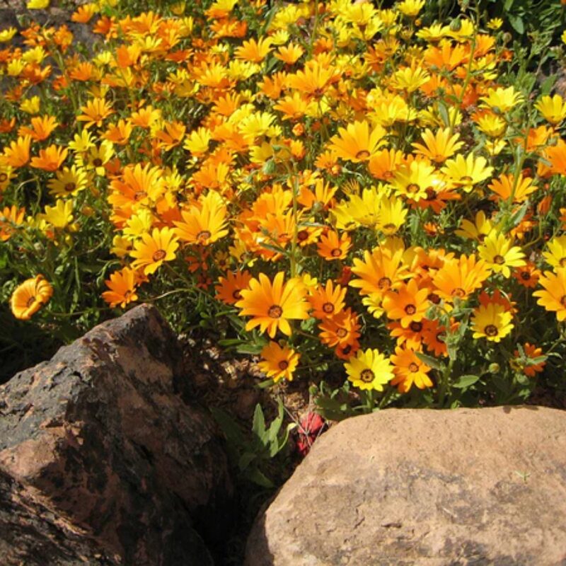 African Daisy Seeds, Glandular Cape Marigold Seeds - Image 4