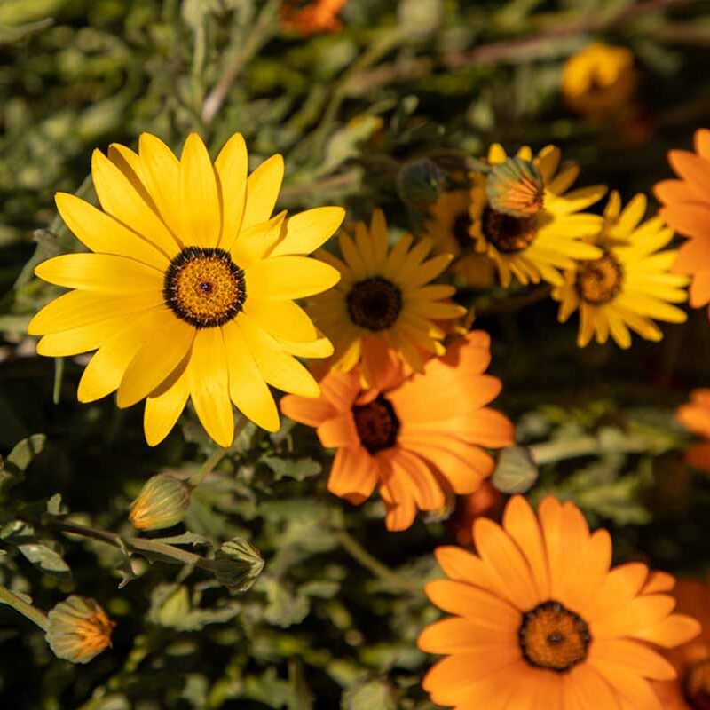 African Daisy Seeds, Glandular Cape Marigold Seeds - Image 3