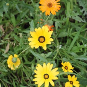 Alternative view of African Daisy Seeds, Glandular Cape Marigold Seeds