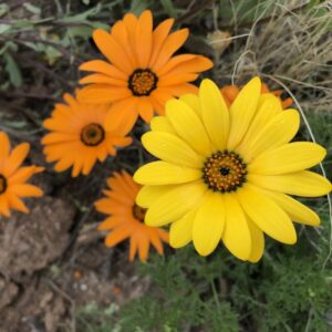 African Daisy Seeds, Glandular Cape Marigold Seeds