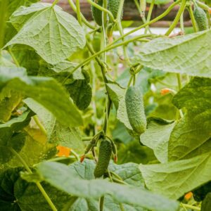 Alternative view of Homemade Pickles Cucumber Seeds