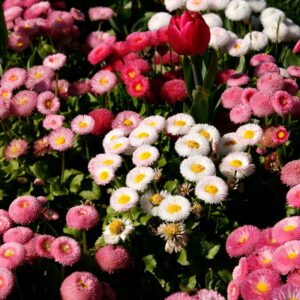Alternative view of English Daisy Wildflower Seeds
