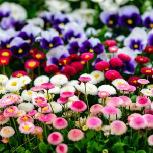 English Daisy Wildflower Seeds