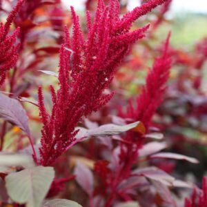 Alternative view of Red Garnet Amaranth Seeds