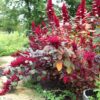 Red Garnet Amaranth Seeds