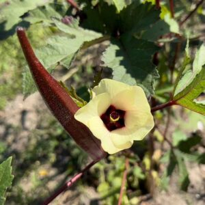 Alternative view of Red Burgundy Okra Seeds