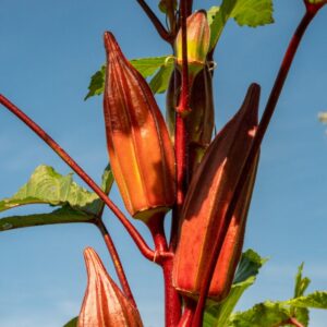 Red Burgundy Okra Seeds