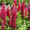 Red Russell Lupine Seeds