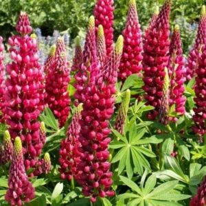 Red Russell Lupine Seeds