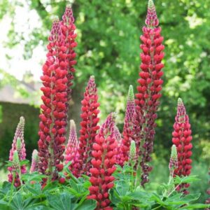 Alternative view of Red Russell Lupine Seeds