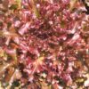 Red Salad Bowl Lettuce Seeds