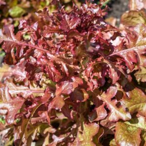 Alternative view of Red Salad Bowl Lettuce Seeds