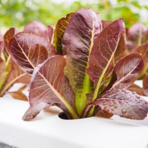 Alternative view of Cimmaron, Cos Variety Romaine Lettuce Seeds