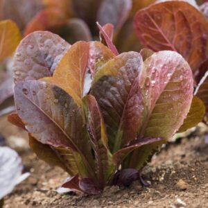 Cimmaron, Cos Variety Romaine Lettuce Seeds