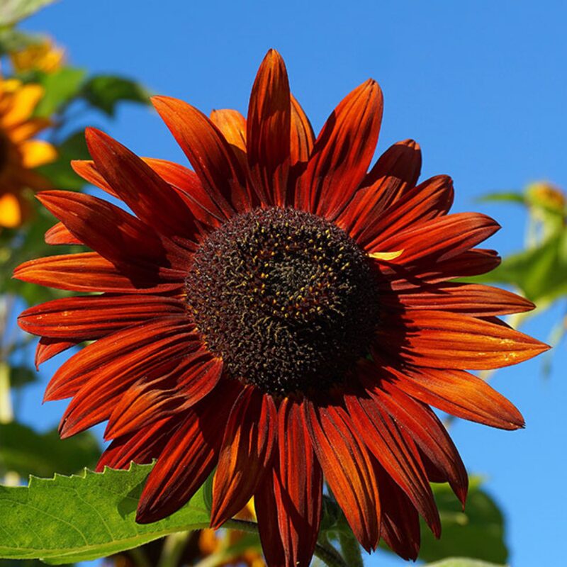 Velvet Queen Sunflower Seeds - Image 2