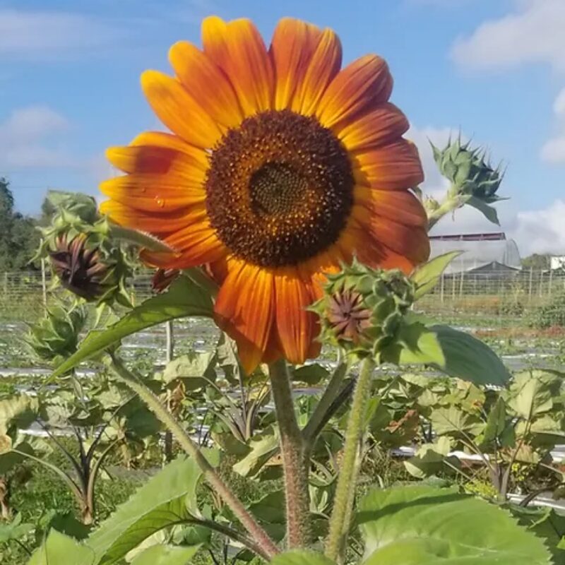 Velvet Queen Sunflower Seeds - Image 3