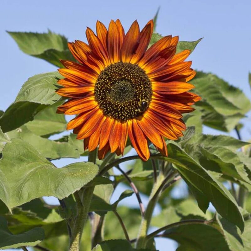 Velvet Queen Sunflower Seeds