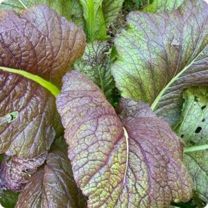 Alternative view of Red Giant Mustard Seeds