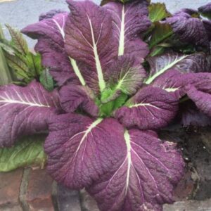 Red Giant Mustard Seeds