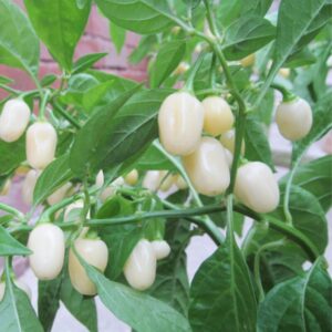 Mini White Habanero Pepper Seeds